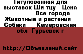 Титулованная для выставок Ши-тцу › Цена ­ 100 000 - Все города Животные и растения » Собаки   . Кемеровская обл.,Гурьевск г.